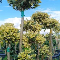 یاس هلندی سبز زمینی و ابلق گلدون۴۵|گل و گیاه طبیعی|آمل, |دیوار