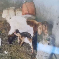 دغاغله مصیر تصفیه قندو شکر