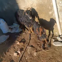 یک راس بزه بزغاله|حیوانات مزرعه|همدان, |دیوار