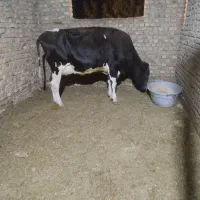 گاو شیری با گوساله نر|حیوانات مزرعه|زابل, |دیوار