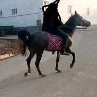 اسب نریان سر دم گیر چهار ساله|اسب و تجهیزات اسب‌سواری|اردبیل, |دیوار