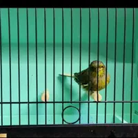 قناری گلاستر (کنسورت )اوجینال گریدA نر|پرنده|تبریز, |دیوار