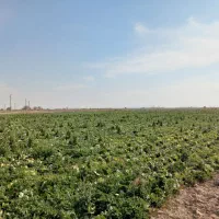 اجاره-آب-وزمین-با-پمپاژواسنخر-وبرق-سه-فاز