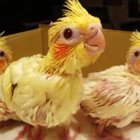 جوجه سرلاکی لوتینو