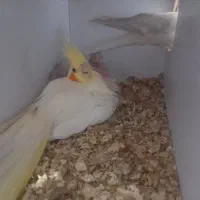 عروس هلندی  با ۴ تا جوجه|پرنده|تربت جام, شهرک آزادگان|دیوار