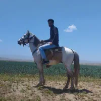 اسب یورقه فریمان