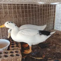 دوعدد اوردک