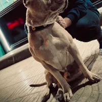 پیت بول سفارتی جهت کشش|سگ|کرمانشاه, |دیوار