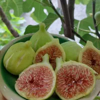 باغ ایستگاه