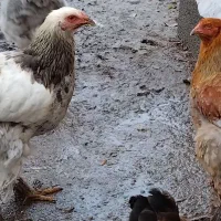 فروش مرغ و خروس برهما|حیوانات مزرعه|خرمآباد (تنکابن), |دیوار