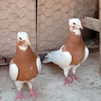 کفتر|پرنده|دشتابی, |دیوار
