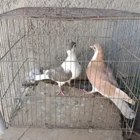 کبوتر چادری