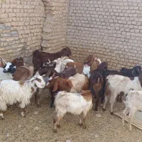 بزغاله پاکستانی اصل|حیوانات مزرعه|مشهد, باغ فراگرد|دیوار