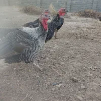 بوقلمون برنز انگلیس