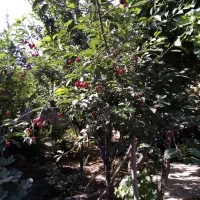 فروش ویلایی  150متری