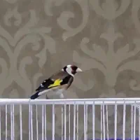 سهره قناری کار داده ، ۵ تخم ، آماده تخم