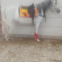 مادیان درشت دره شور