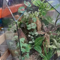 انواع تراریوم/شیشه ای/گل آپارتمانی/تراریوم شیشه ای|گل و گیاه طبیعی|فردیس, فردیس|دیوار