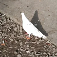 کبوتر|پرنده|چالوس, |دیوار