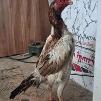 جوجه لاری اوشامو. همراه با مادر