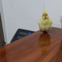 عروس هلندی گم شده با مژدگانی خوب|حیوانات|تبریز, |دیوار