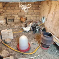 مرغ خروس پاکوتاه