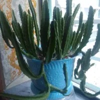 گل خانگی وطبیعی