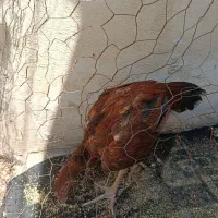 خروس لاری 4ماهه