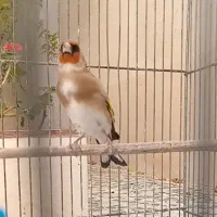 سهره دورگ کراواتی عتیقه مخصوص عشقباز|پرنده|شیراز, باغشهر قصر سبز|دیوار