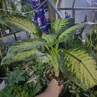 گل ببر پایین ترین قیمت