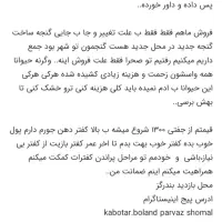 کبوتر بلند پرواز شمال( بندرگز )|پرنده|گرگان, |دیوار