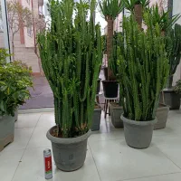 حراج انواع گل آپارتمانی