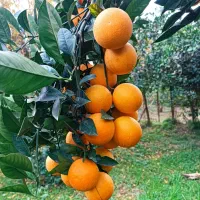 تامسون اماده تحویل