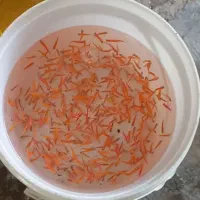 ماهی زبرا|ماهی|قزوین, |دیوار