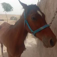 اسب زیبا ورام
