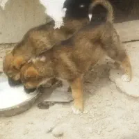 واگذاری توله ماده عراقی