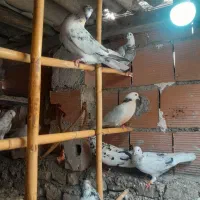 کبوتر پرشی