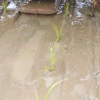 لاشه برنج طارم هاشمی ۲۰۰تومن