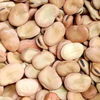 انواع بذر باقلا درجه یک