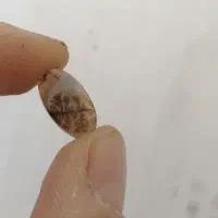 شجر  سنگ طبیعی کلکسیون