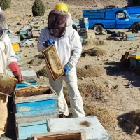 عسل از کوهستان ساکاروز زیر 3درصد|خوردنی و آشامیدنی|مشهد, هدایت|دیوار