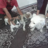 ۳عدد سگ پاکوتاه ۲ملیون