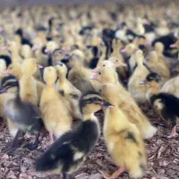 مرغابی اردک پکنی دومنظوره