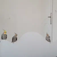 عروس هلندی دستی و سخنگو معاوضه با ملنگو و شاه طوطی