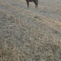 اسب معاوضه باگوسفند