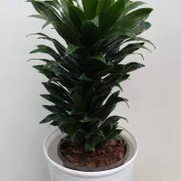 دراسینا کامپکت در سایز های مختلف