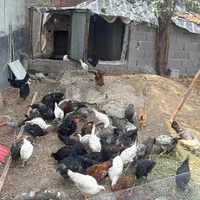 فروش مرغ خروس