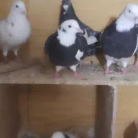 باسلام|پرنده|همدان, |دیوار