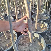 اقاقیا نهال و درخت|خدمات باغبانی و درختکاری|فلاورجان, |دیوار