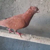 چپ.سرخ.سر سفید.|پرنده|قزوین, |دیوار